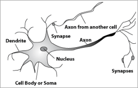 生物神经元