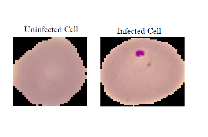 感染和未感染的细胞图像