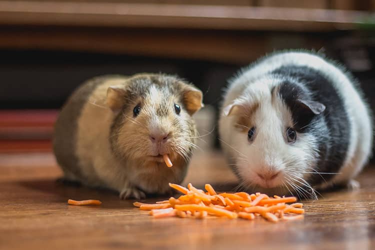 两只吃胡萝卜的豚鼠