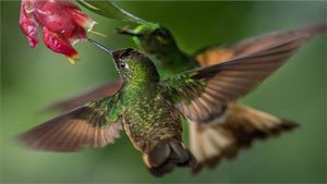 National Geographic Hummingbirds  