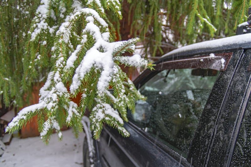 汽车停在一棵树旁，上面有雪