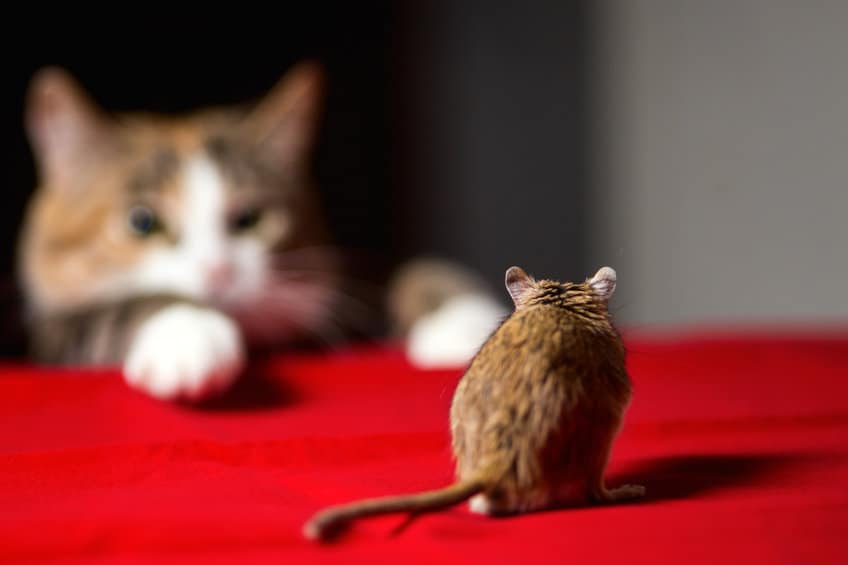 猫盯着老鼠