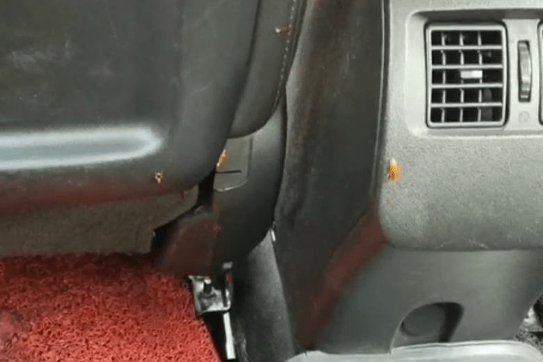 如何清除车内的蟑螂？你需要知道这些方法