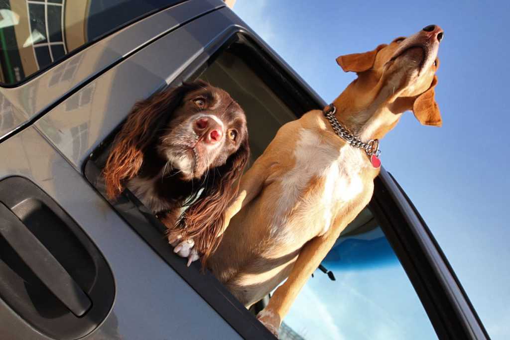 携带宠物在车内旅行的提示